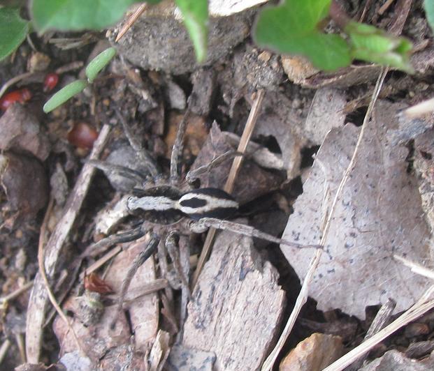 Maschio di Alopecosa albofasciata - Sostegno (BI)